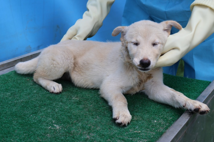 보호중 믹스견의 가…